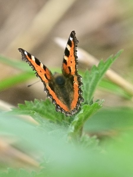 DSC_2928.JPG