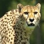 Cheetah-11