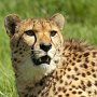 Cheetah-14