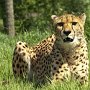 Cheetah-15