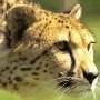Cheetah-18