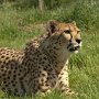 Cheetah-19