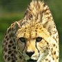 Cheetah-3