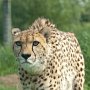 Cheetah-6
