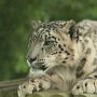 Snow_Leopard-1