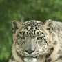 Snow_Leopard-2