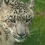 Snow_Leopard-3