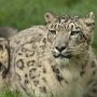 Snow_Leopard-4