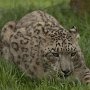 Snow_Leopard-5