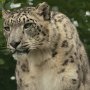 Snow_Leopard-6