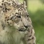 Snow_Leopard-7